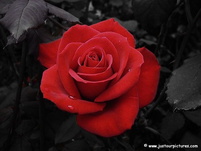 The Benefits of Smelling Roses