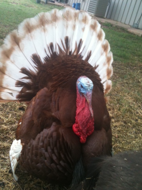Top Five Blog Posts of 2012